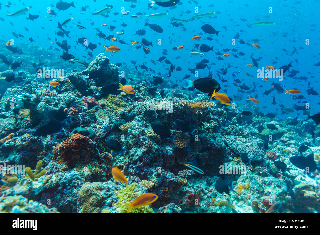 Many different colorful small fishes in ocean blue background Stock Photo