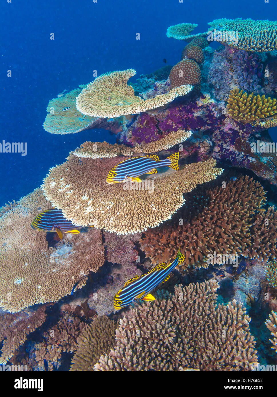 Oriental sweetlip (Plectorhinchus vittatus) fishes under stone corals, Maldives Stock Photo