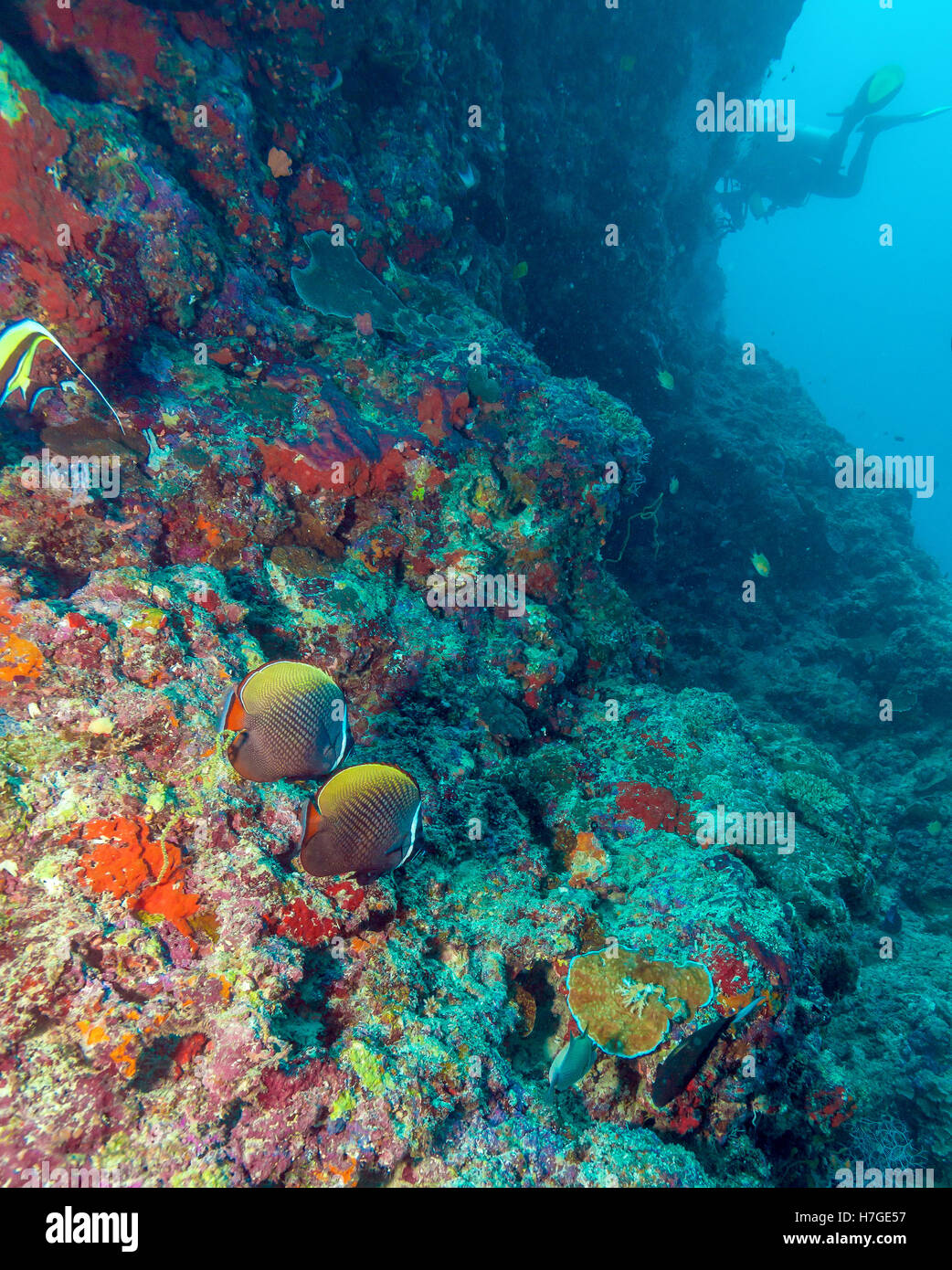 The Collared Butterflyfish (Chaetodon collare) near ocean bottom , Maldives Stock Photo