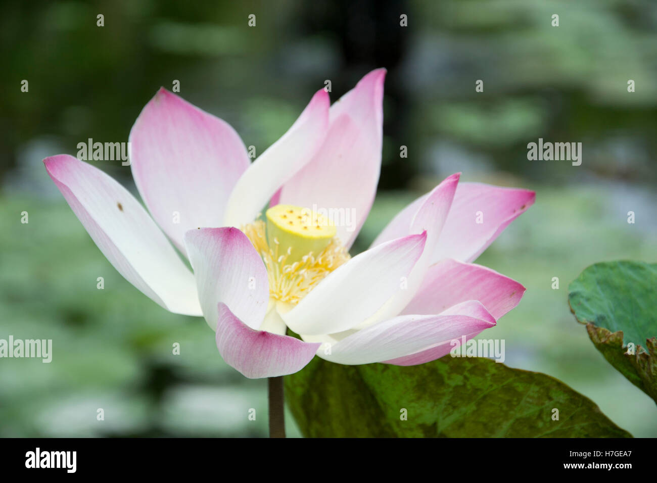 lotus flower Stock Photo