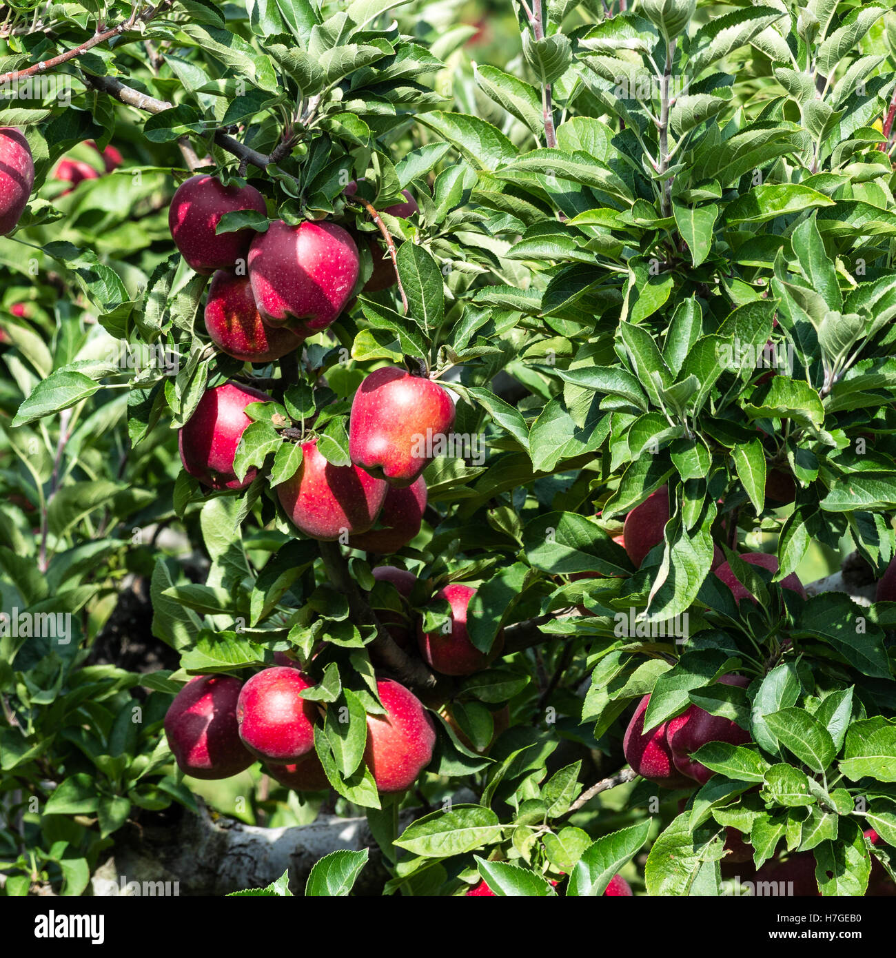 Red apples hanging on branches of an apple tree in an autumn sunny day ...