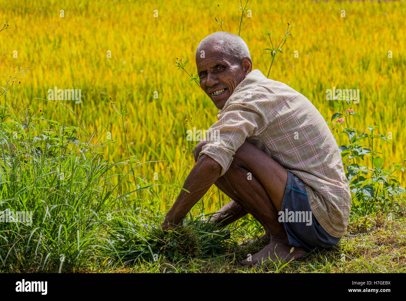 Worker in the paddy fields collecting rice in area around Dhulikhel in ...