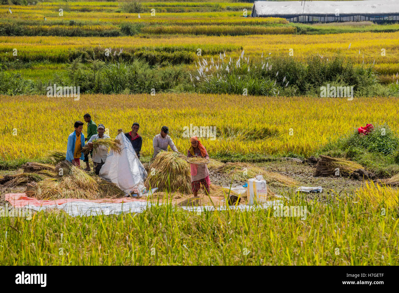 Worker in the paddy fields collecting rice in area around Dhulikhel in ...