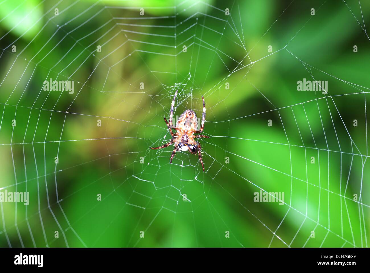 Garden Spider hanging on it's web Stock Photo - Alamy