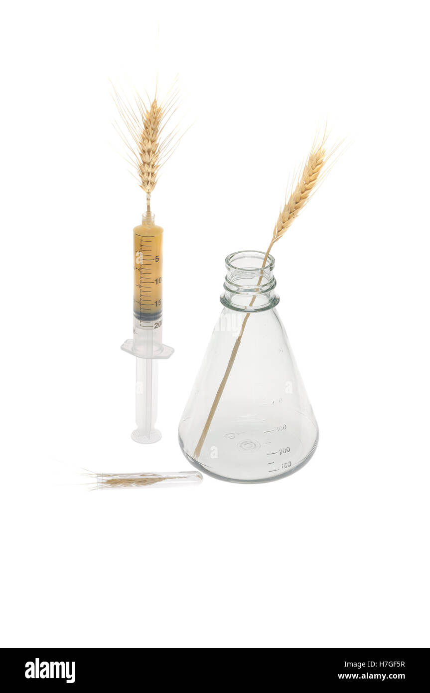 Genetic engineering of wheat conceptual image Stock Photo