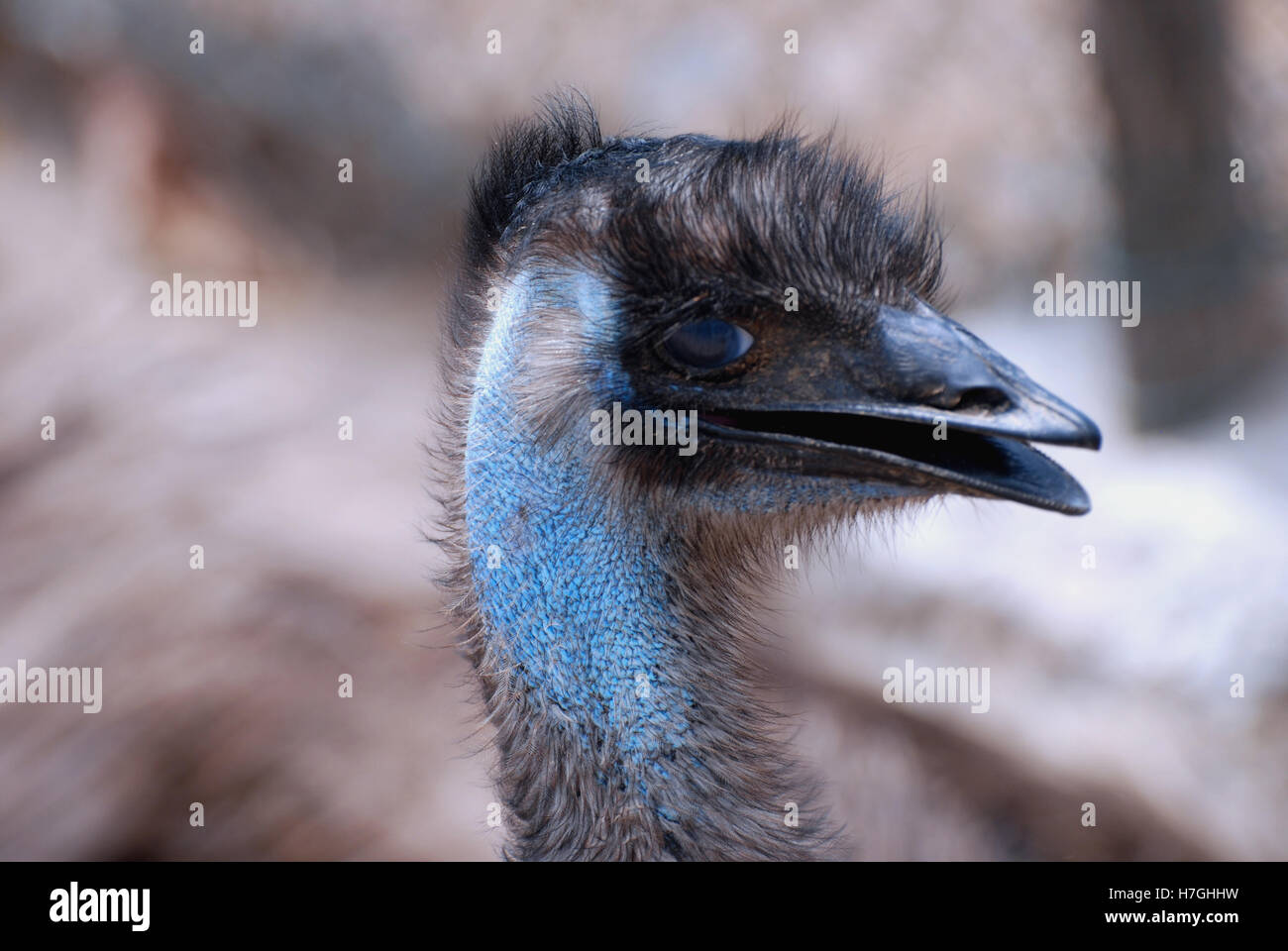 Blue emu making lots of noise with his beak Stock Photo Alamy