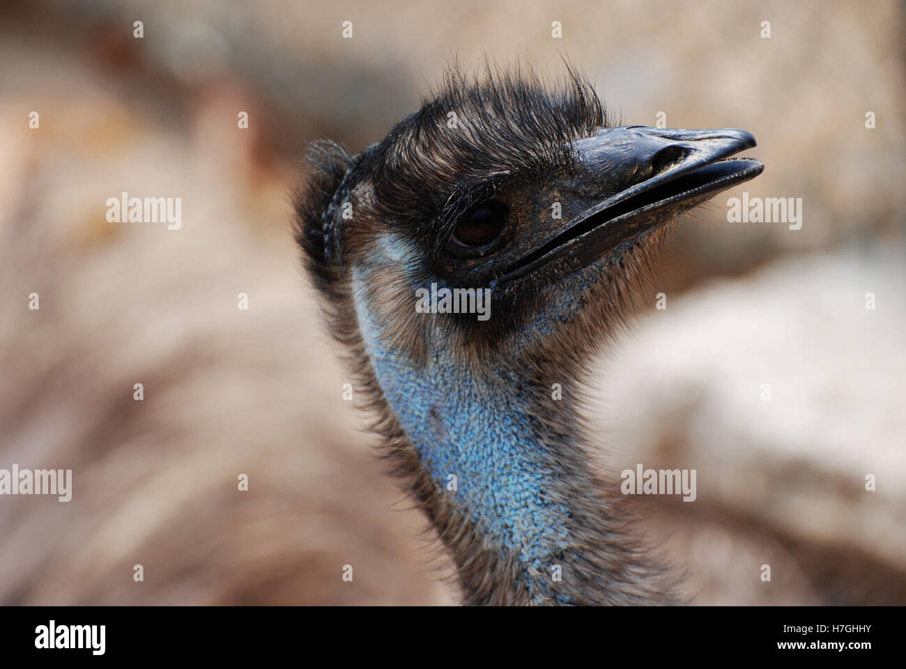 Blue Emu High Resolution Stock Photography And Images Alamy