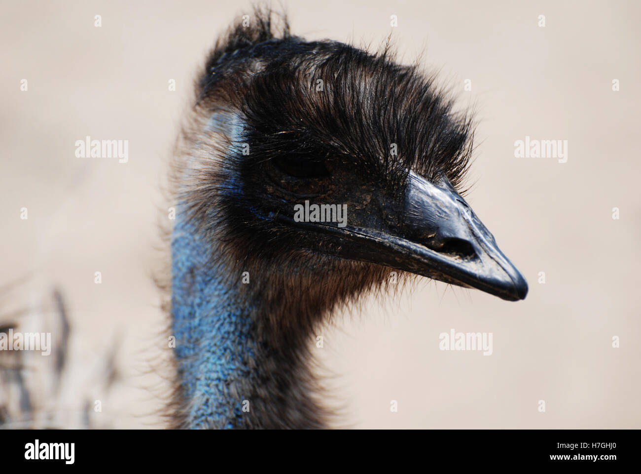 The face of a large blue emu bird Stock Photo Alamy