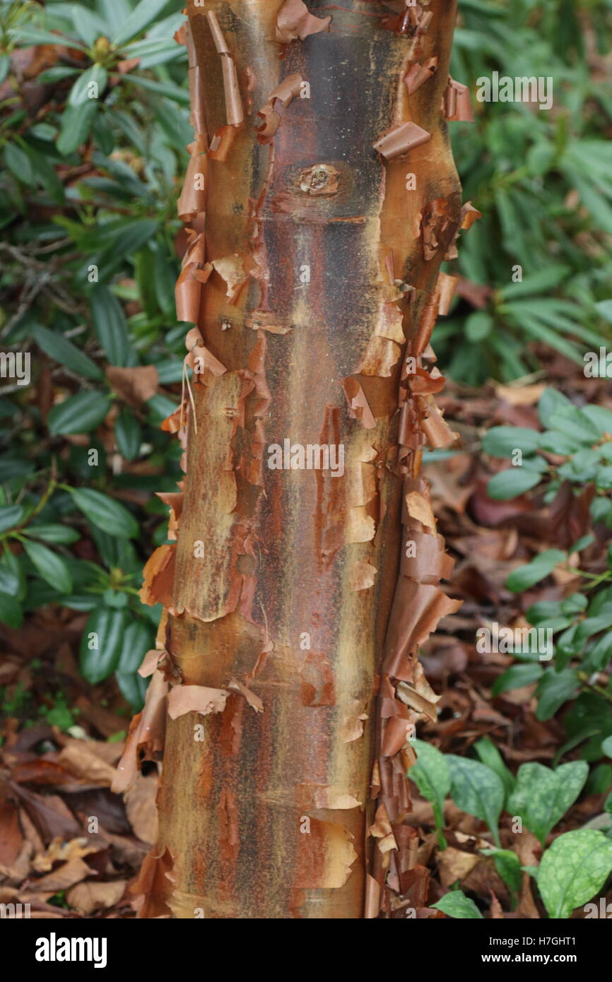 Tree Bark Peeling Off High Resolution Stock Photography and Images Alamy