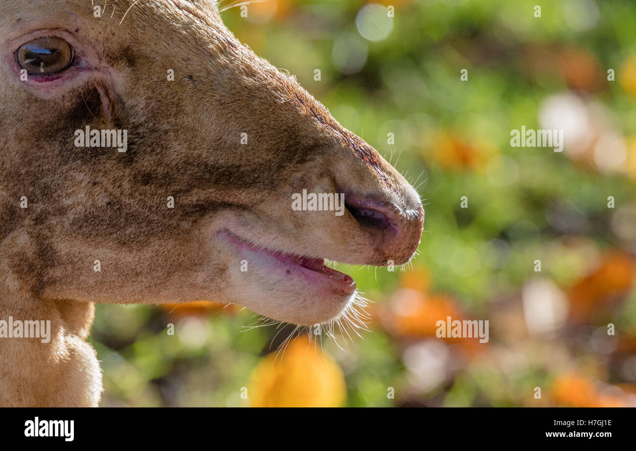 Mature Fallow deer Buck with a cut and bleed wound to its head. Stock Photo