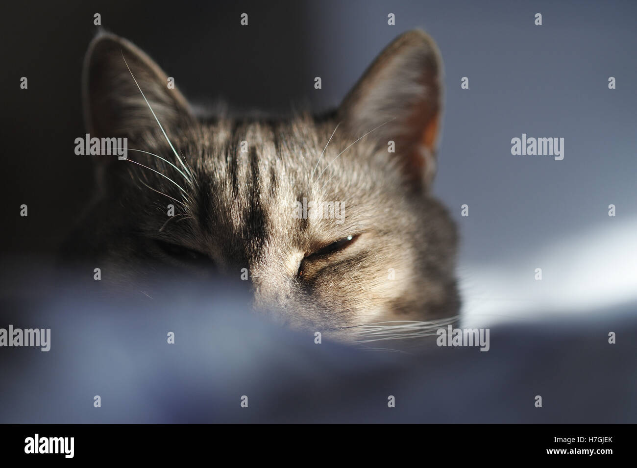 Grey cat plays cat-and-mouse Stock Photo - Alamy