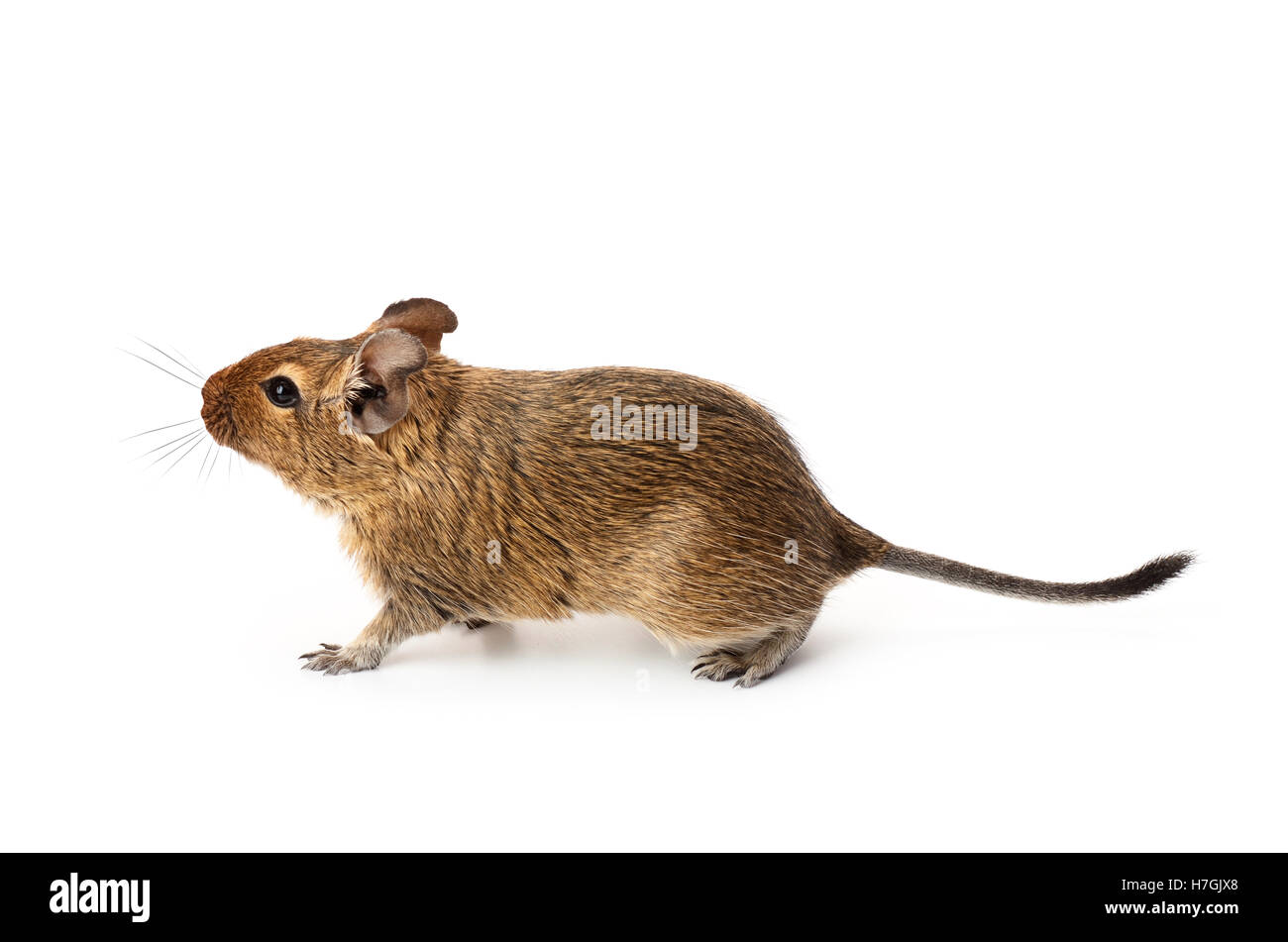 Young funny pet degu mouse isolated on a white background Stock Photo