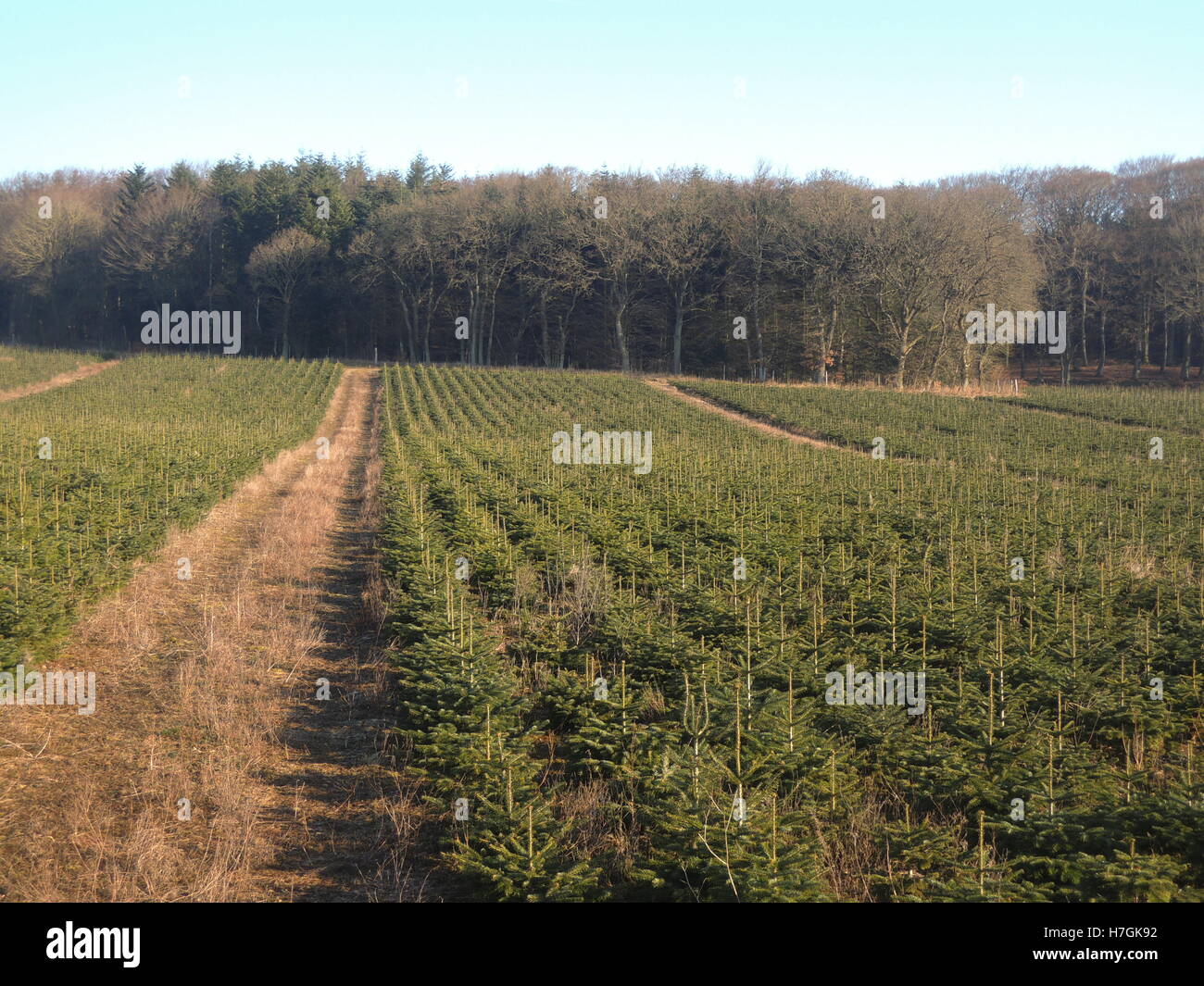 Christmas trees are being farmed for the coming seasons. Stock Photo