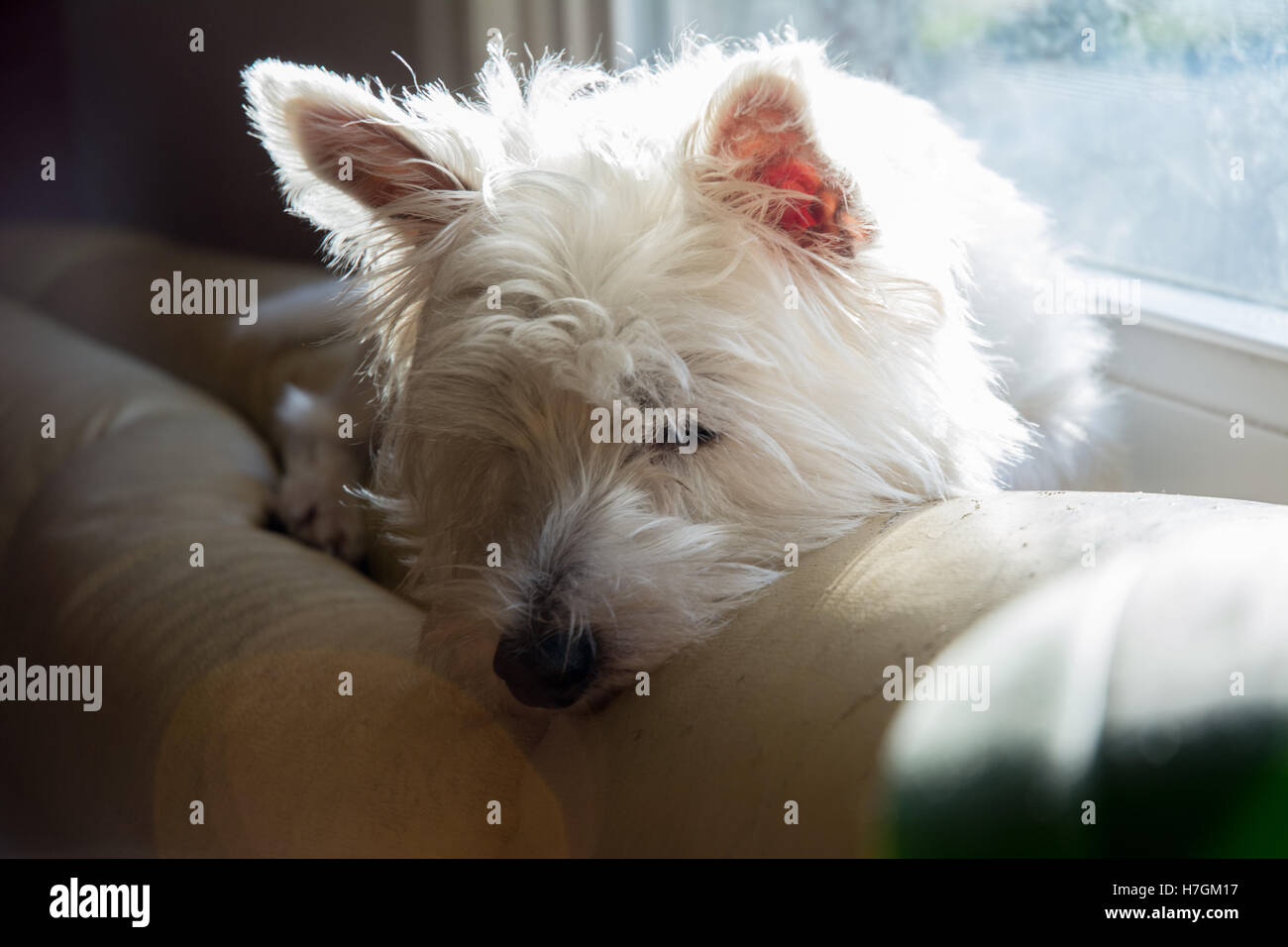 Dog sleeps on sofa Stock Photo Alamy
