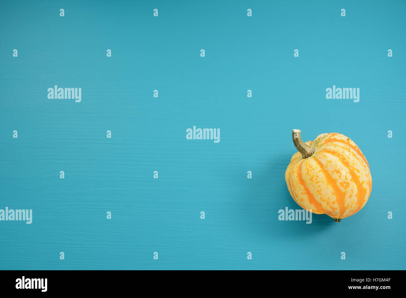 Yellow striped Festival squash, on a teal painted wooden background with copy space Stock Photo
