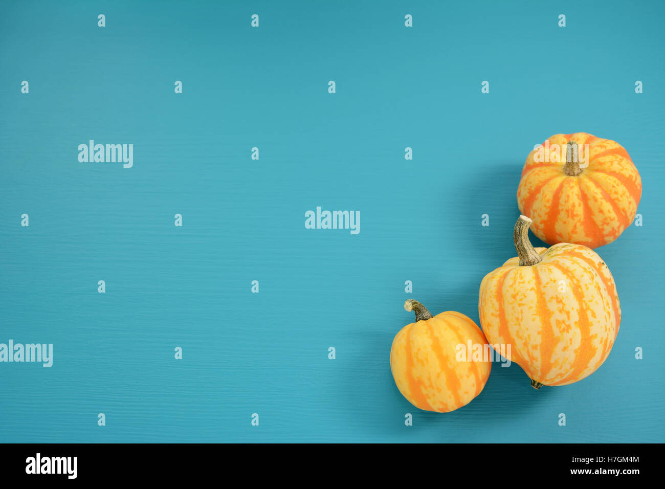 Three yellow and orange Festival squash arranged on blue painted wooden background with copy space Stock Photo