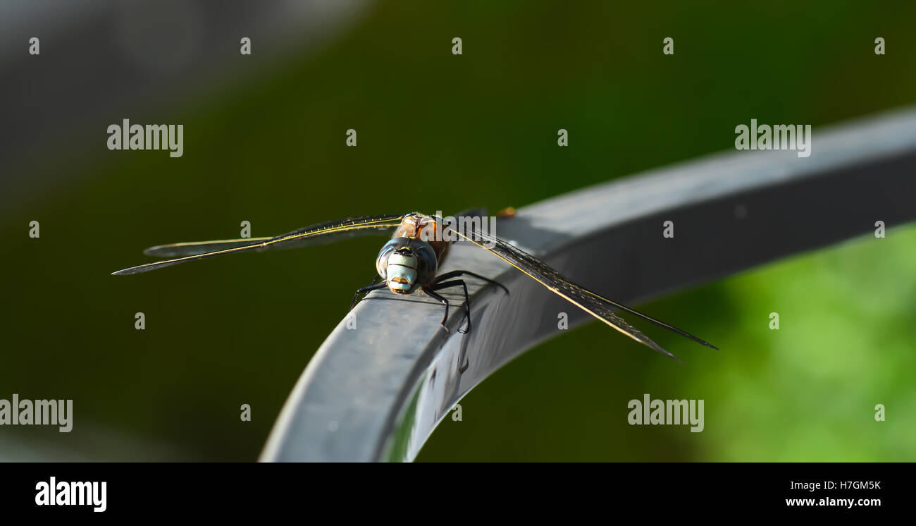 Dragonfly on a railing close up Stock Photo