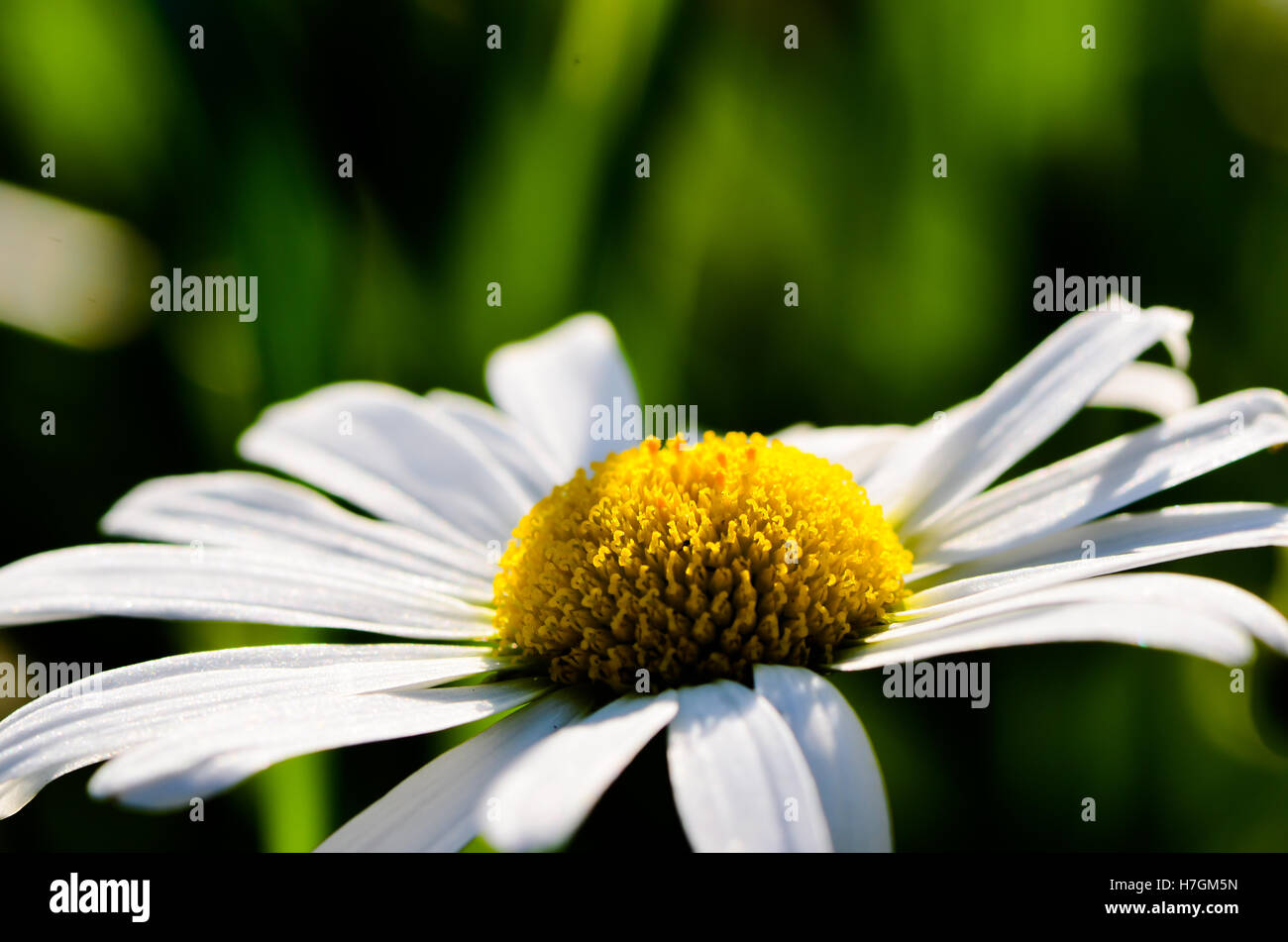 White and yellow flower close up side view Stock Photo