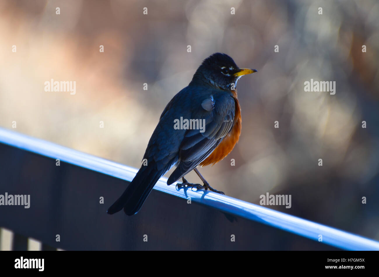 Robin on railing hi-res stock photography and images - Alamy
