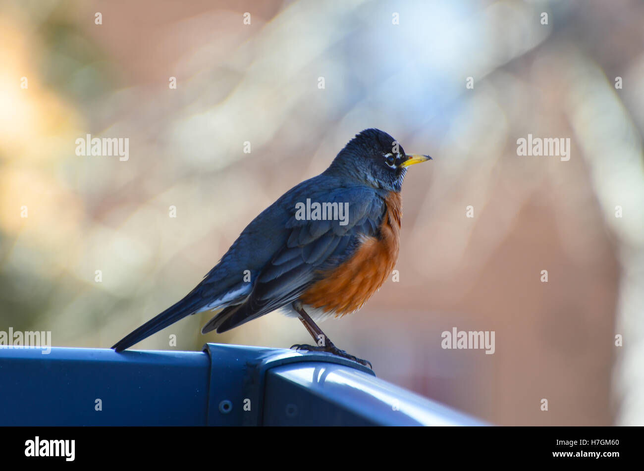 Robin on a railing close up Stock Photo - Alamy