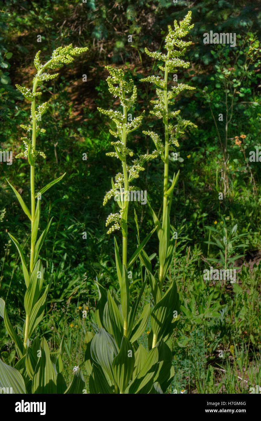Colorado False Hellebore (Veratrum Tenuipetalum or V. Californicum, see Description) aka Corn Lily. Stock Photo