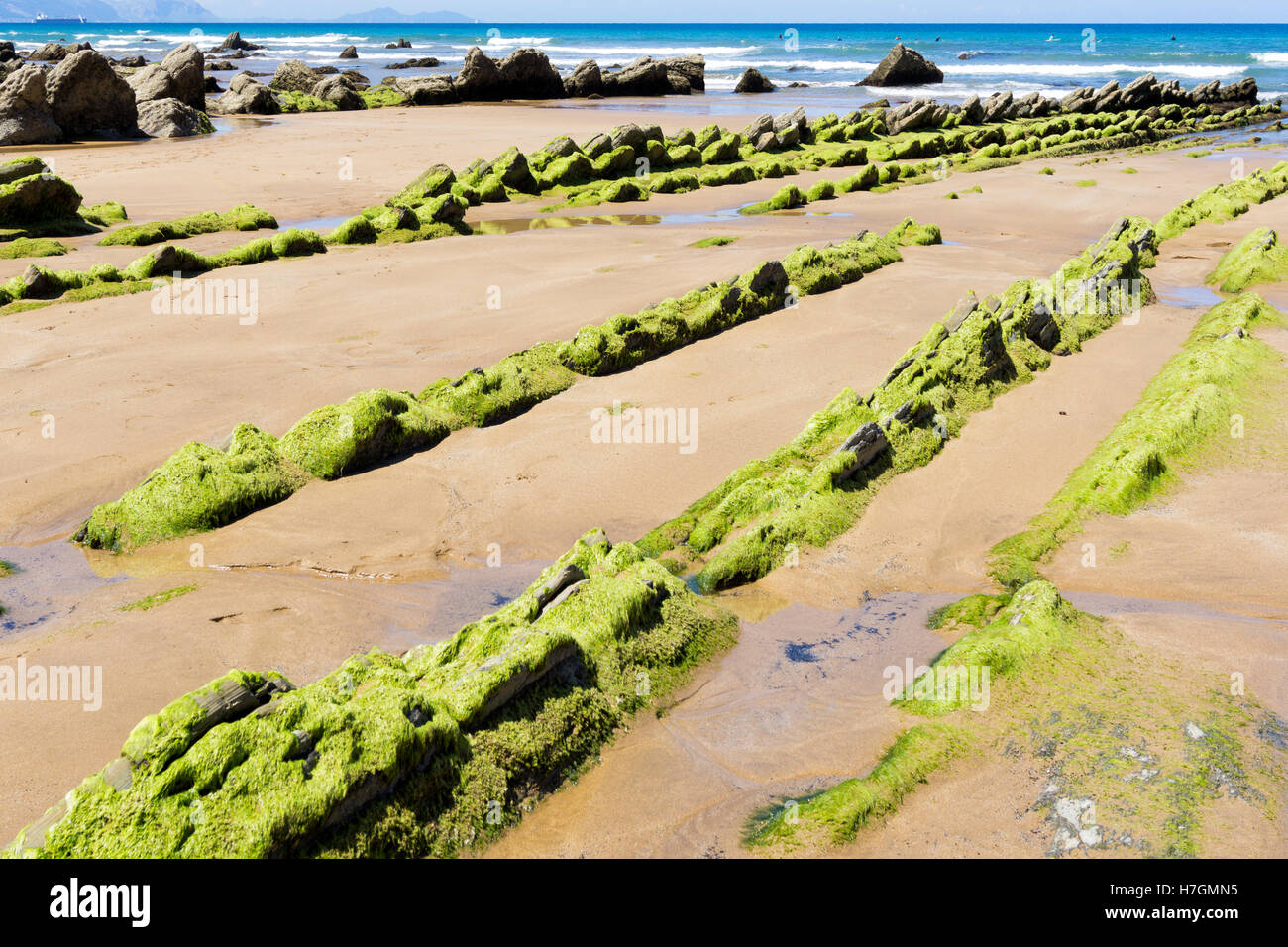 Green seaweed on rocks at the beach, with the sea in the foreground Stock Photo