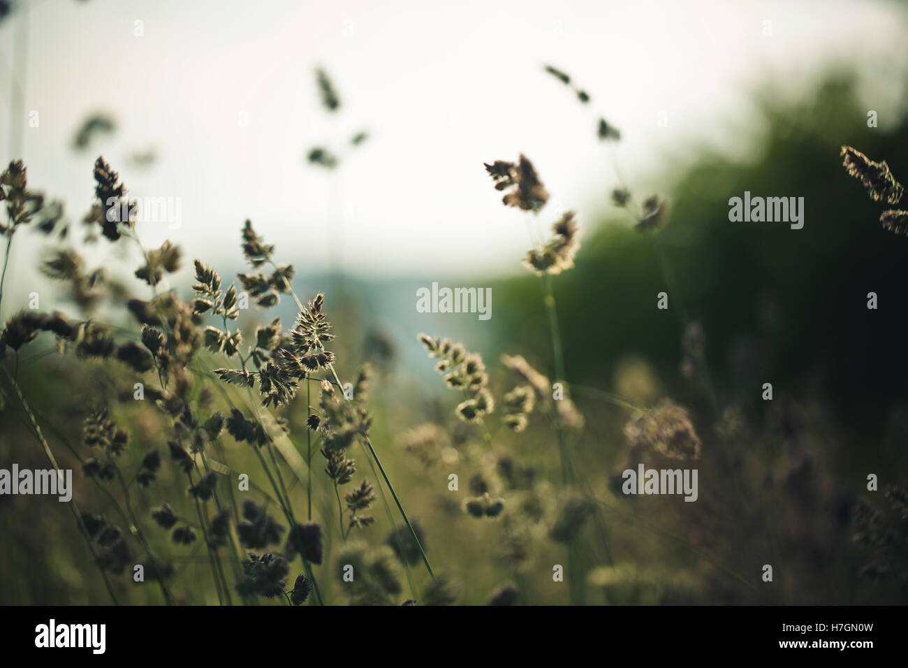 Tranquil scene with close up of Grass on the meadow in early summer Stock Photo