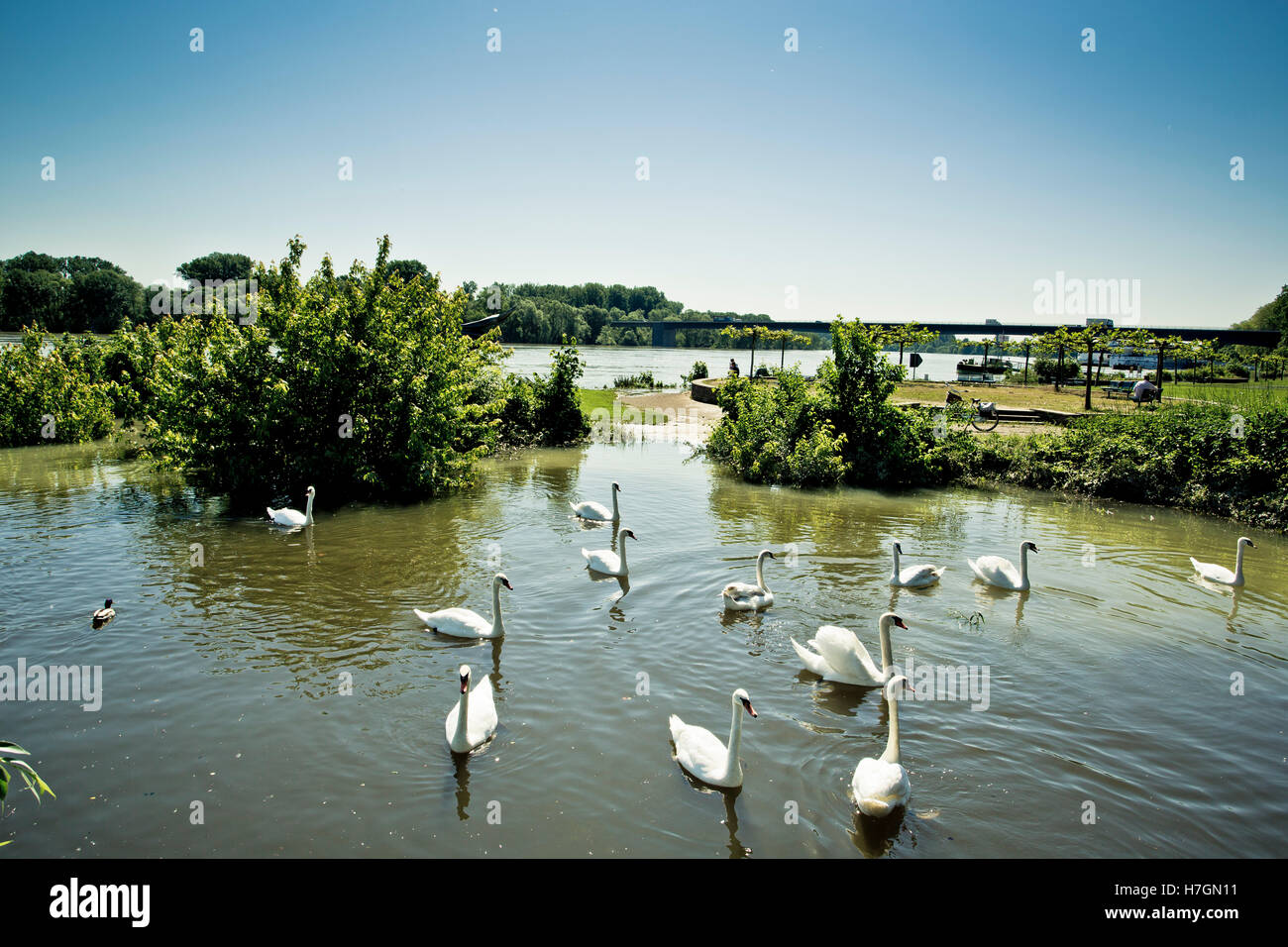 View of Rhine High Water in Speyer in June 2013 on a sunny day Stock Photo