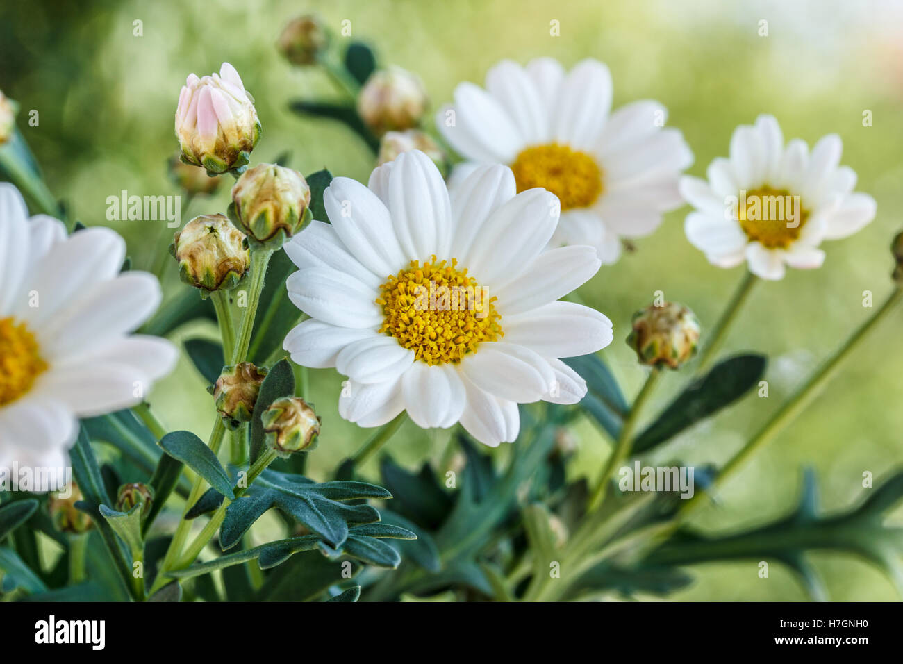 Chamomile flowers  in summer,blurred background Stock Photo