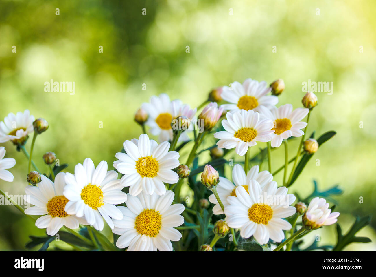 Chamomile flowers in summer,blurred background Stock Photo