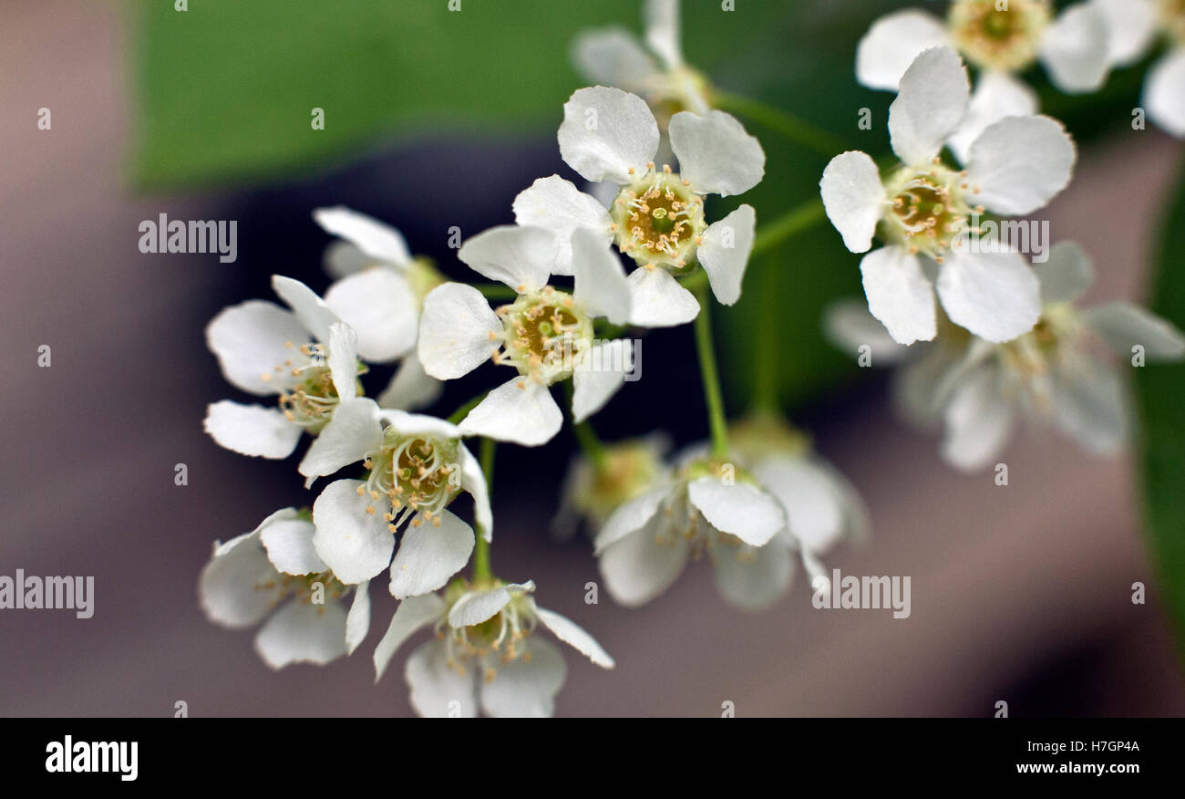 The Flowers of Padus avium or Prunus padus in close up Stock Photo