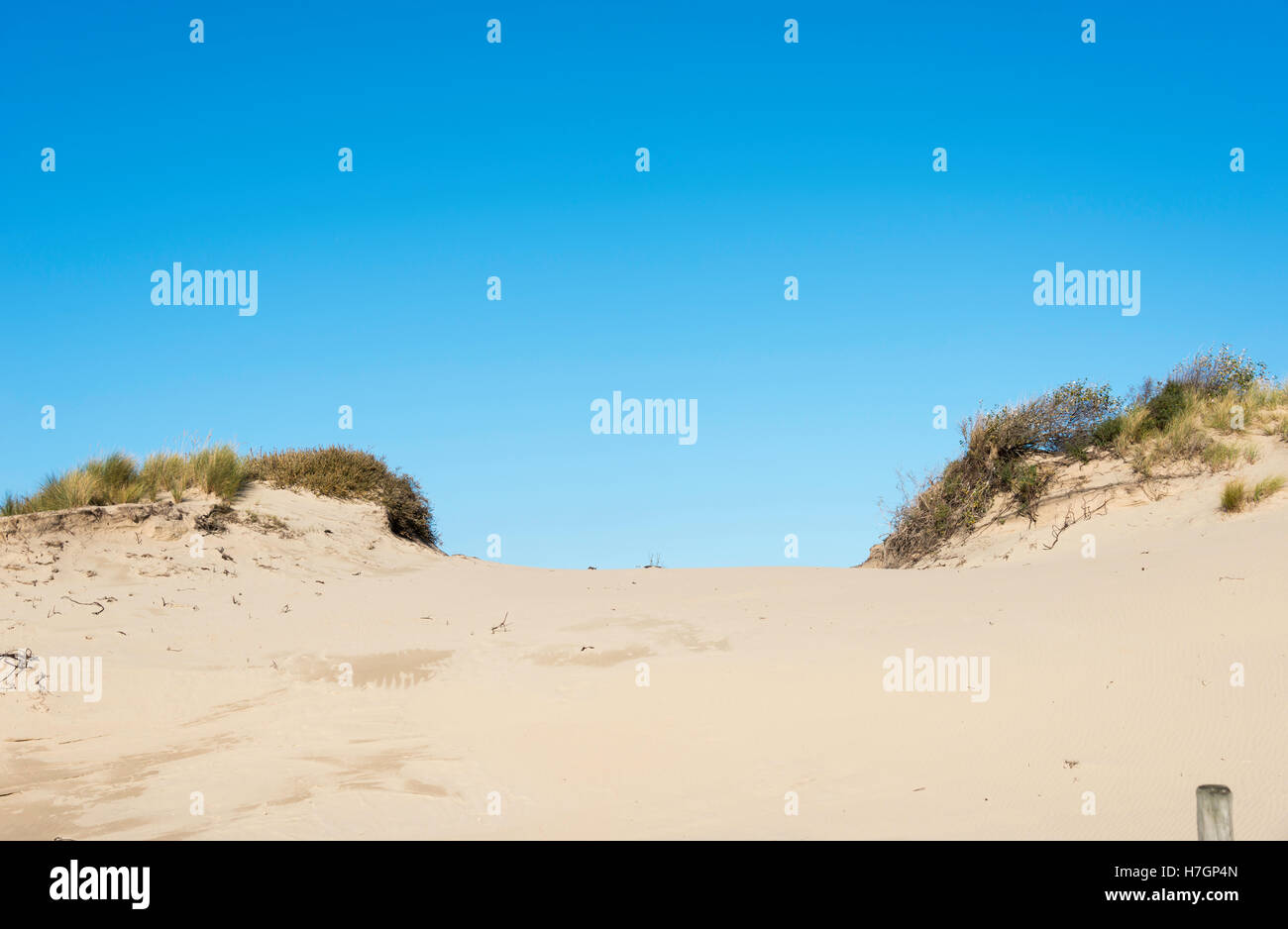 sand dunes at the dutch coast Stock Photo - Alamy