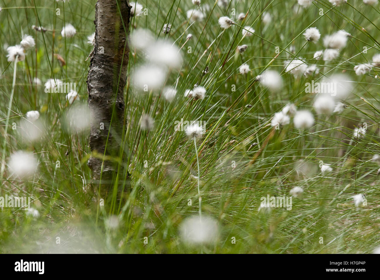 Eriophorum vaginatum L. Hare's-tail Cottongrass, Tussock Cottongrass, Sheathed Cottonsedge in Kemeru National Park Latvia Stock Photo