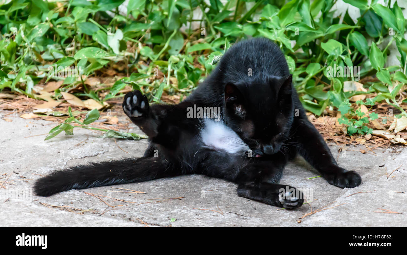 Cat licks herself Stock Photo Alamy