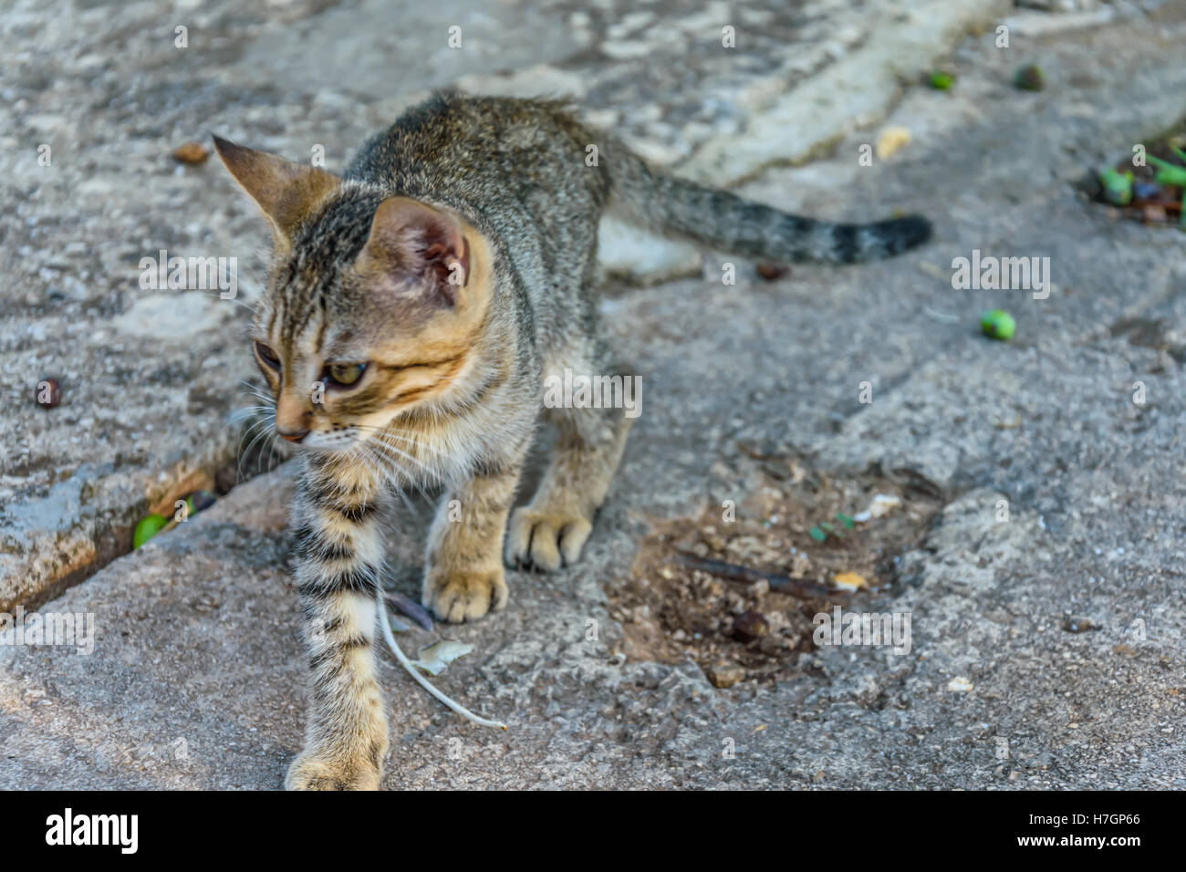 Cat's walk Stock Photo Alamy