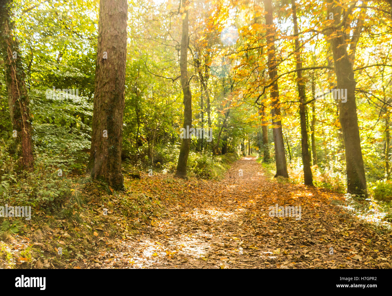 Welsh woodland pathway hi-res stock photography and images - Alamy