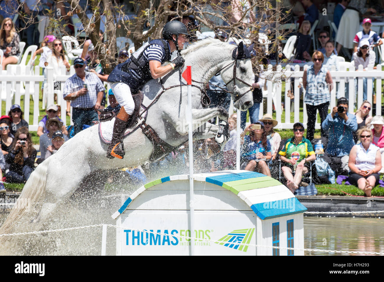 Andrew Cooper (AUS) riding Evergem Perfection in the cross country section of the Australian International Three Day Event. Stock Photo