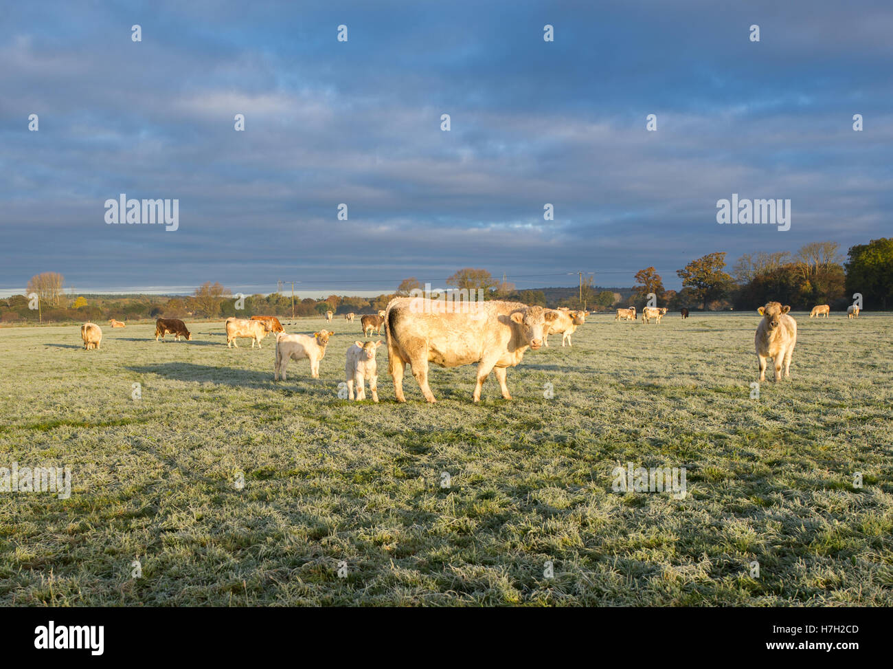 Cute cow calf jersey hi-res stock photography and images - Alamy