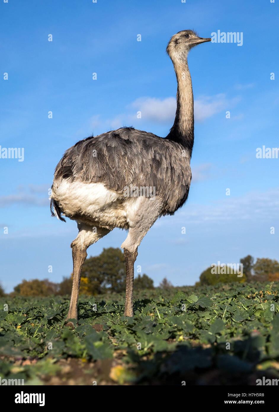 A Wild Nandu bird in a field near Schattin, Germany, 30 October 2016. In the current survey, scientists from the Nandu Monitoring working group identified more than 200 wild Nandus in the border area between Mecklenburg-Western Pomerania and Schleswig-Holstein. The immigrant animals are floating about in an area of around 150 square kilometers. At the end of the 1990s, some of the up-to-one-and-a-half-meter-large birds escaped from a breeder in Schleswig-Holstein. Since then, the Nandus, which fall under the Washington Convention on the protection of species (CITES) and the German Federal Natu Stock Photo