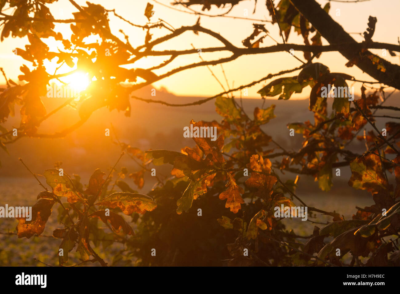 Hampshire, UK. 6th Nov, 2016. UK Weather: The sun rises over a frosty landscape on a clear November morning. Credit:  Patricia Phillips/ Alamy Live News Stock Photo