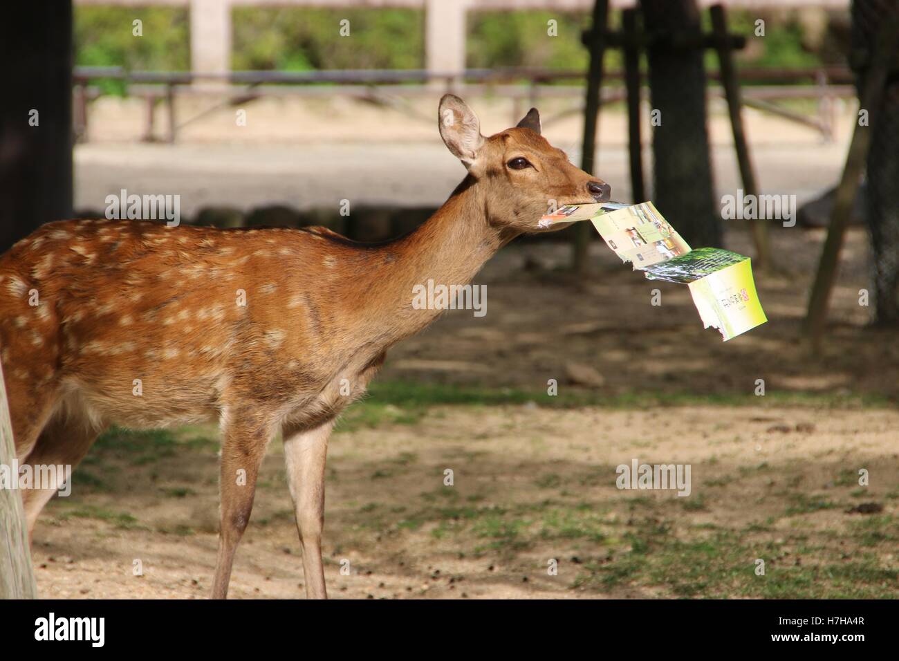 Deer steals tourist guide Stock Photo