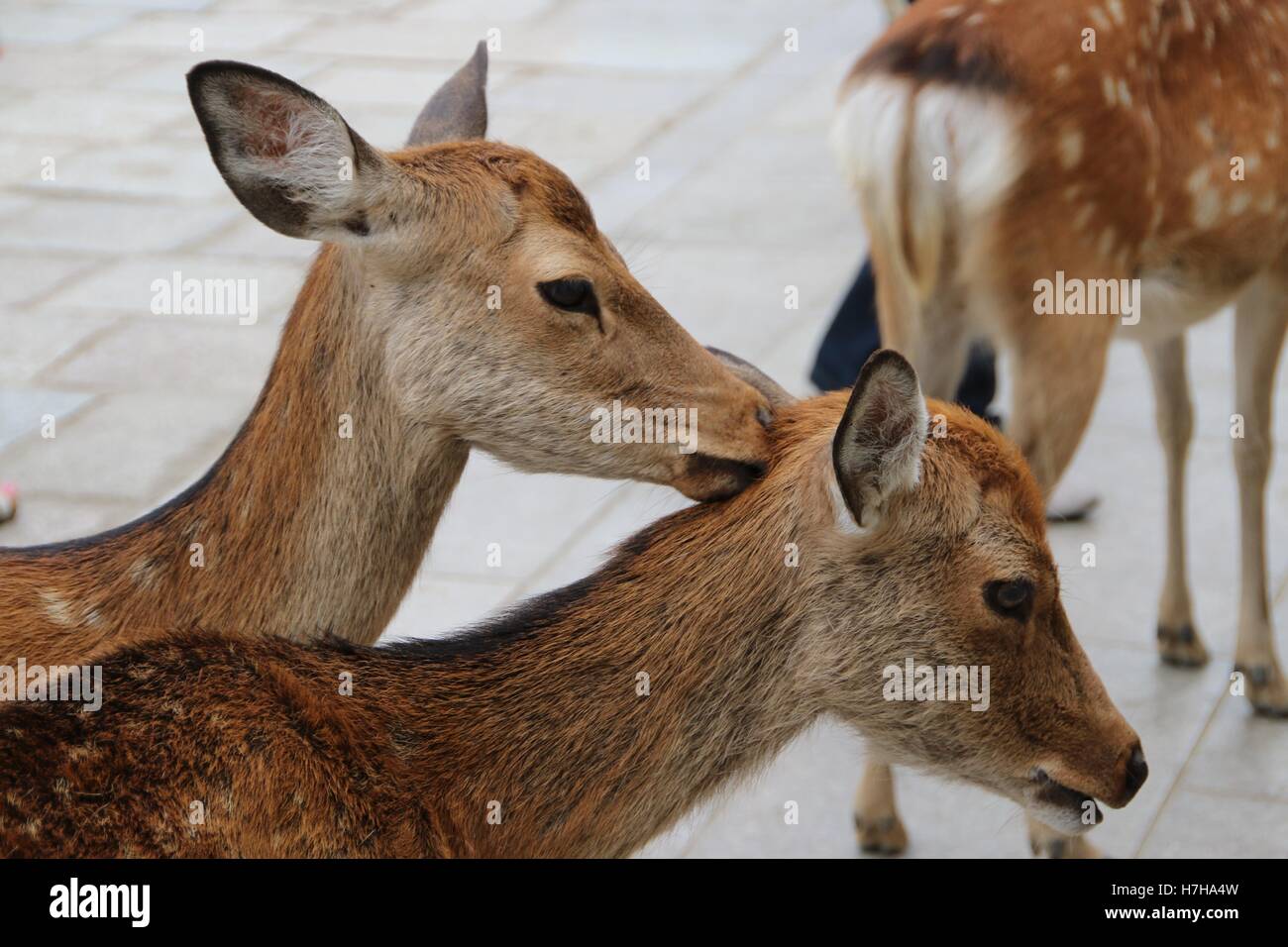 Two friendly young deer one nuzzling the other Stock Photo