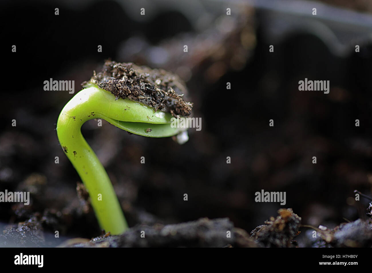 small sprout from seeds Stock Photo