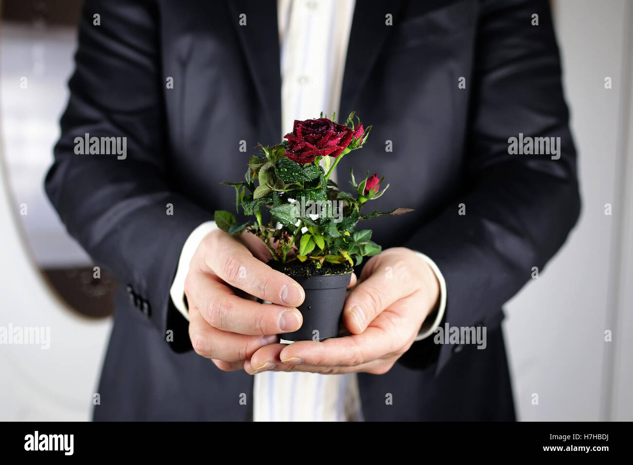 Rose in hand man suit Stock Photo - Alamy