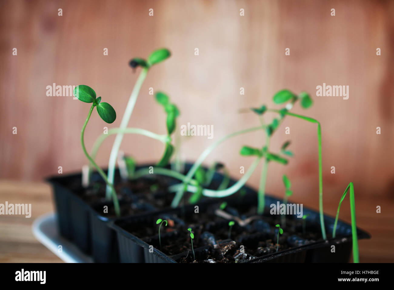 transplanting roses in pot Stock Photo Alamy
