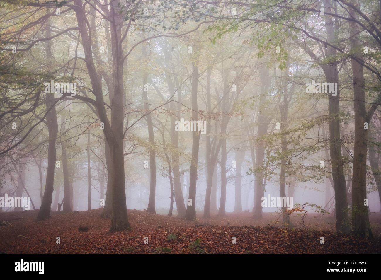 Colour image of Wendover Woods, Buckinghamshire, UK on a misty morning in autumn/fall. Stock Photo