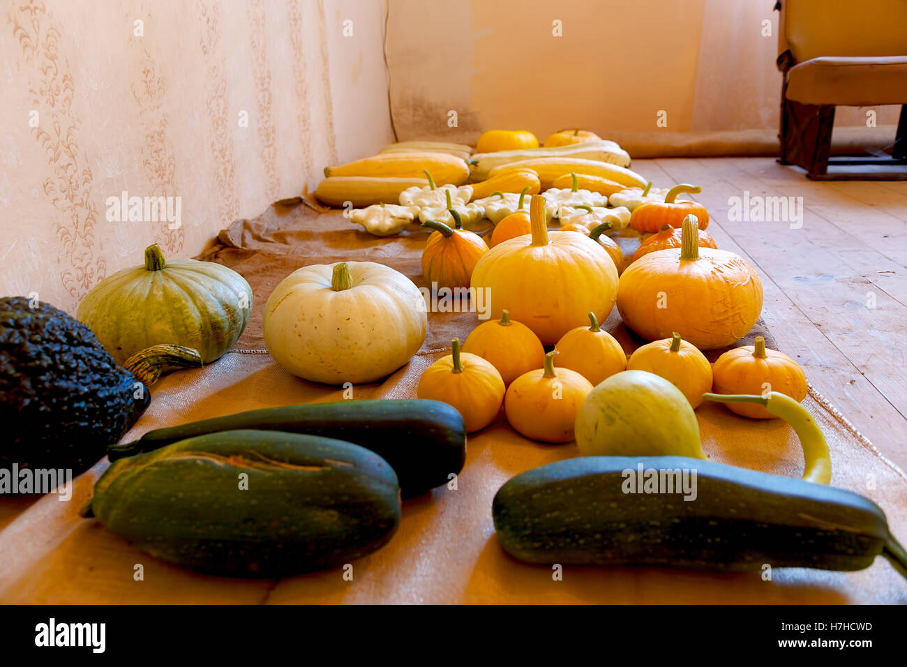 bountiful autumn harvest of many pumpkin sorts and colours Stock Photo ...