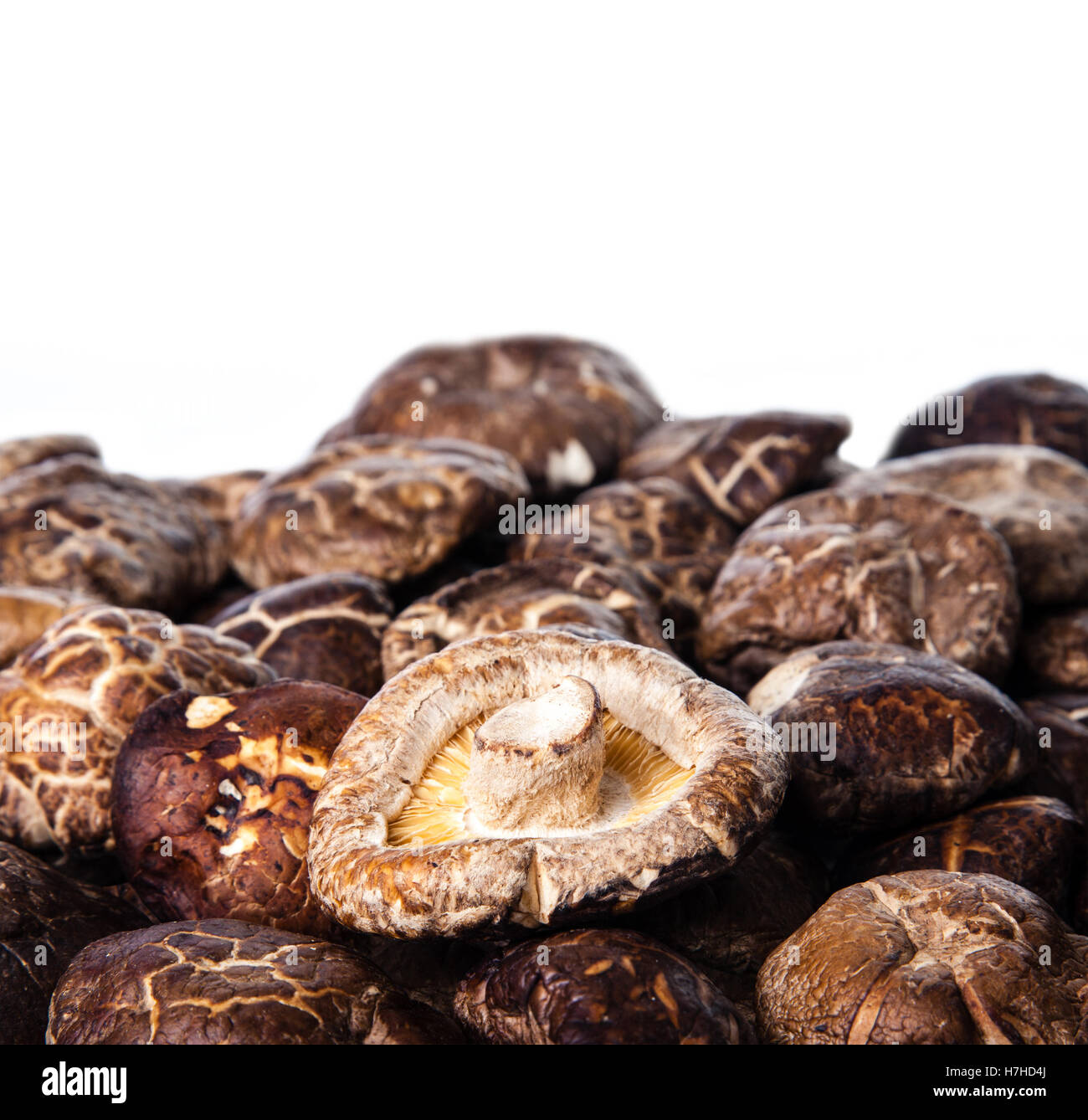 Shiitake mushroom hires stock photography and images Alamy