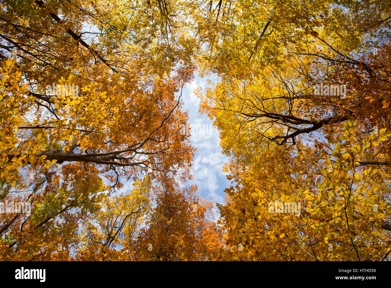 Canada maple forest hi-res stock photography and images - Alamy