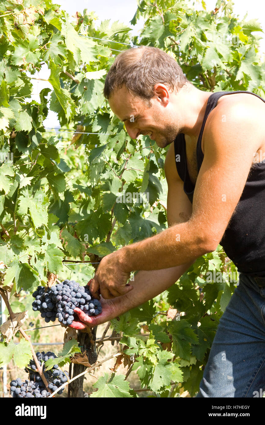 farmer cutting the grapes during the harvesting time Stock Photo Alamy